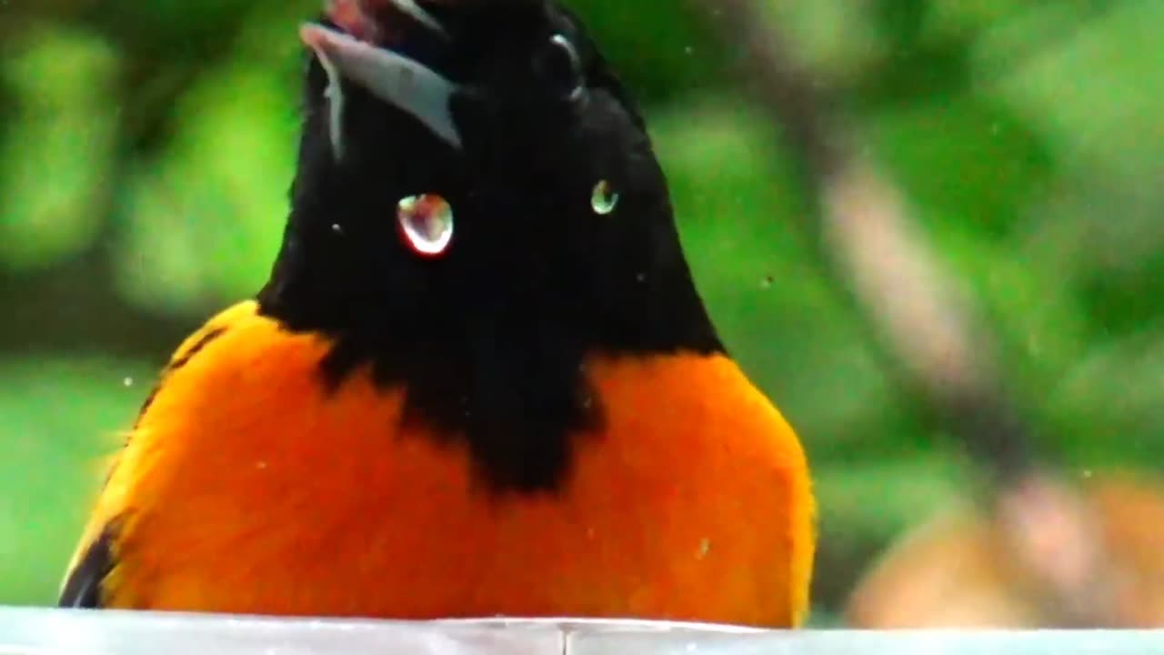 Oriole