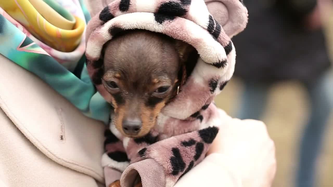 Small Dog in Clothes on Womans Hands