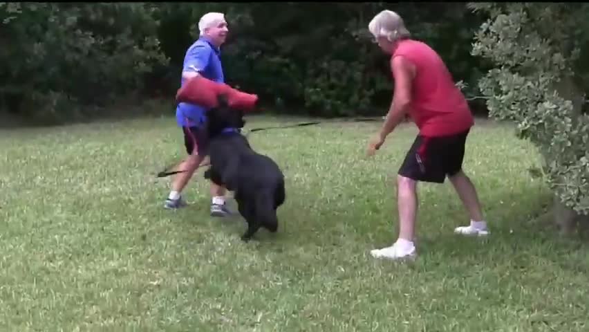 How to train your dog to be aggresive