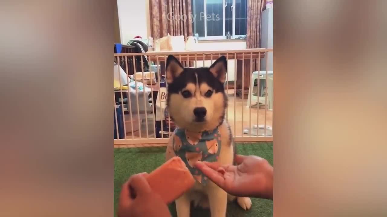 Super funny face off between cat and dog reaction to food