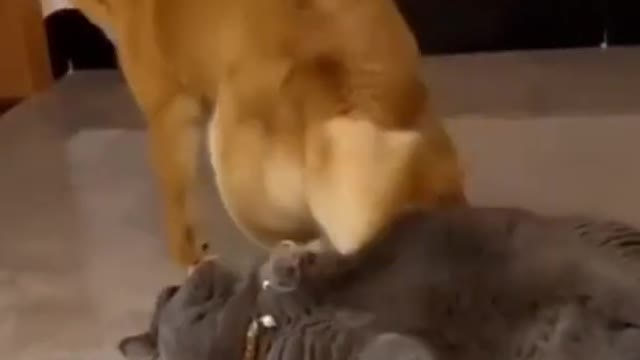 Funny dog and cat videos😂😂😍😍