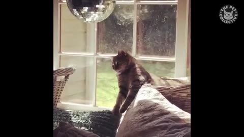 Funny behavior from the cute cat