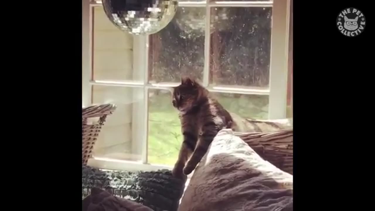 Funny behavior from the cute cat