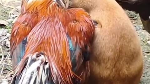 Funny cats and dogs
