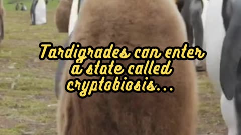 Animal Facts Tardigrade Cryptobiosis #shorts