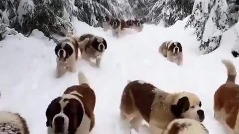 Saint Bernards playing in the snow. Every dog lovers 🐶😍