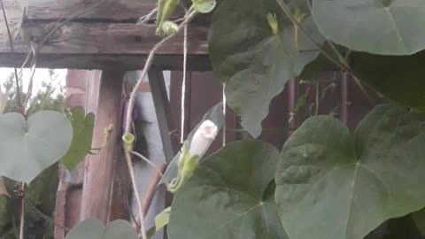 Morning Glory flowers have fallen asleep