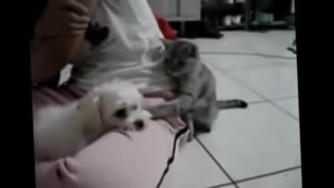 Funny videos Funny cat videos Cat vs Trolling Dog Cat fight off dog NEW 1 low