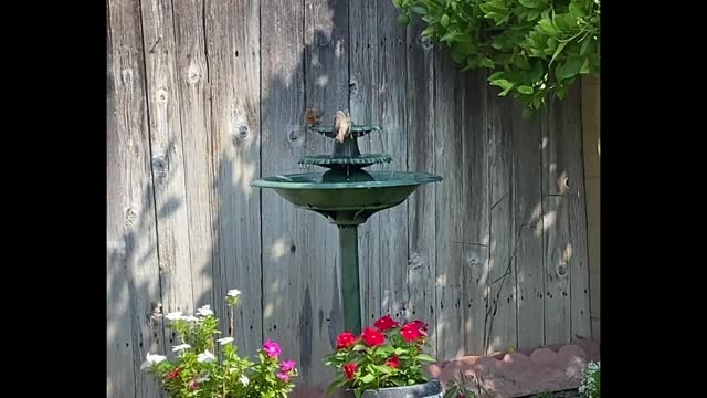 Birds Bathing in Water Fountain