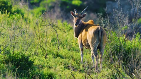 8K Wildlife of Gondwana Game Reserve, Africa - 7 HOURS of Amazing Wild Animals