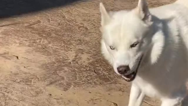 Funny Dogs of TikTok ~ Try Not To Laugh ~ Cutest Puppies TIK TOK