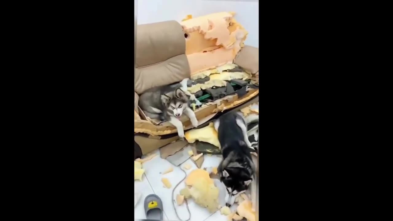 Funniest Animals 2023 - Funniest Cats and Dogs - Part 36/Happyy Pett