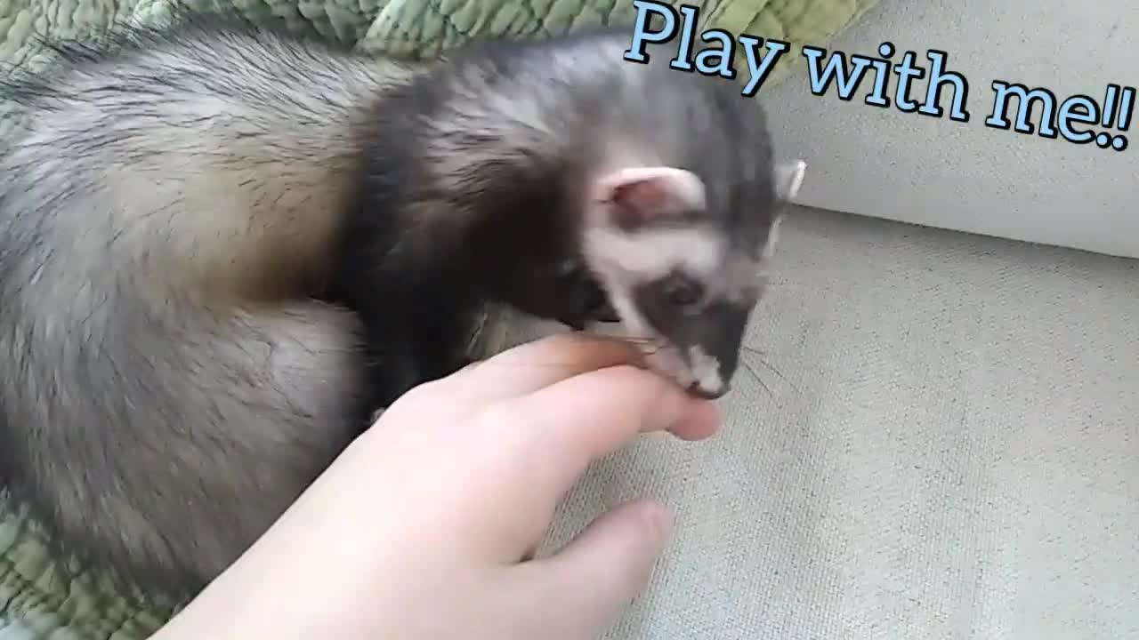 Kiki is my very playful ferret. Watch her chase toys, wrestle, and hide her toys!