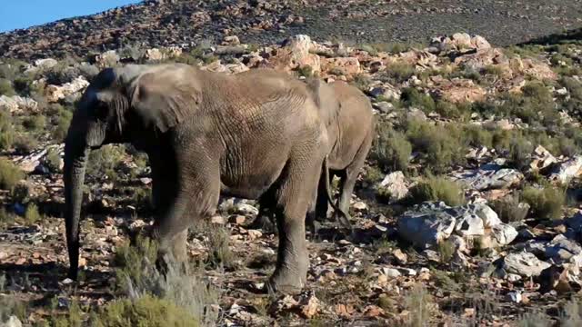 Elephant and deer