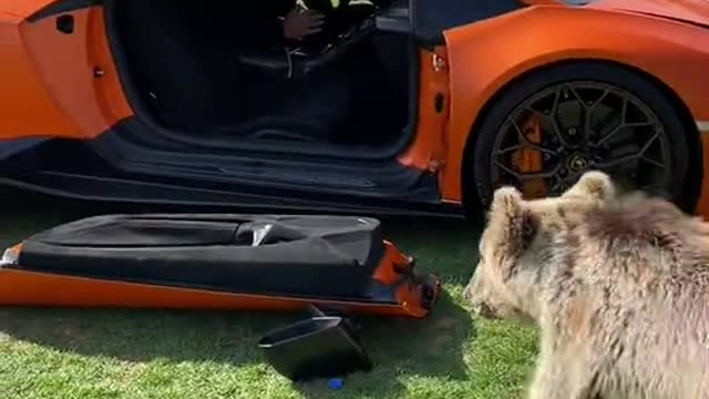 What a BEARy fun day for the car owner! π§Έπ