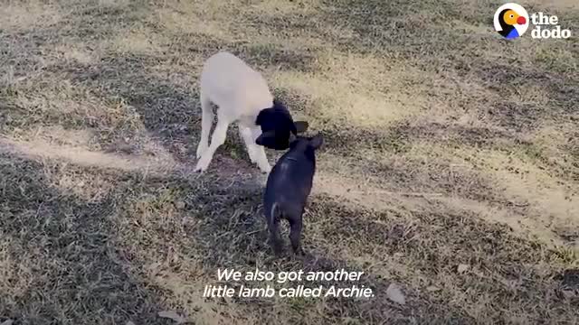 Orphaned Lamb And Piglet Become Instant Friends - The Dodo Odd Couples