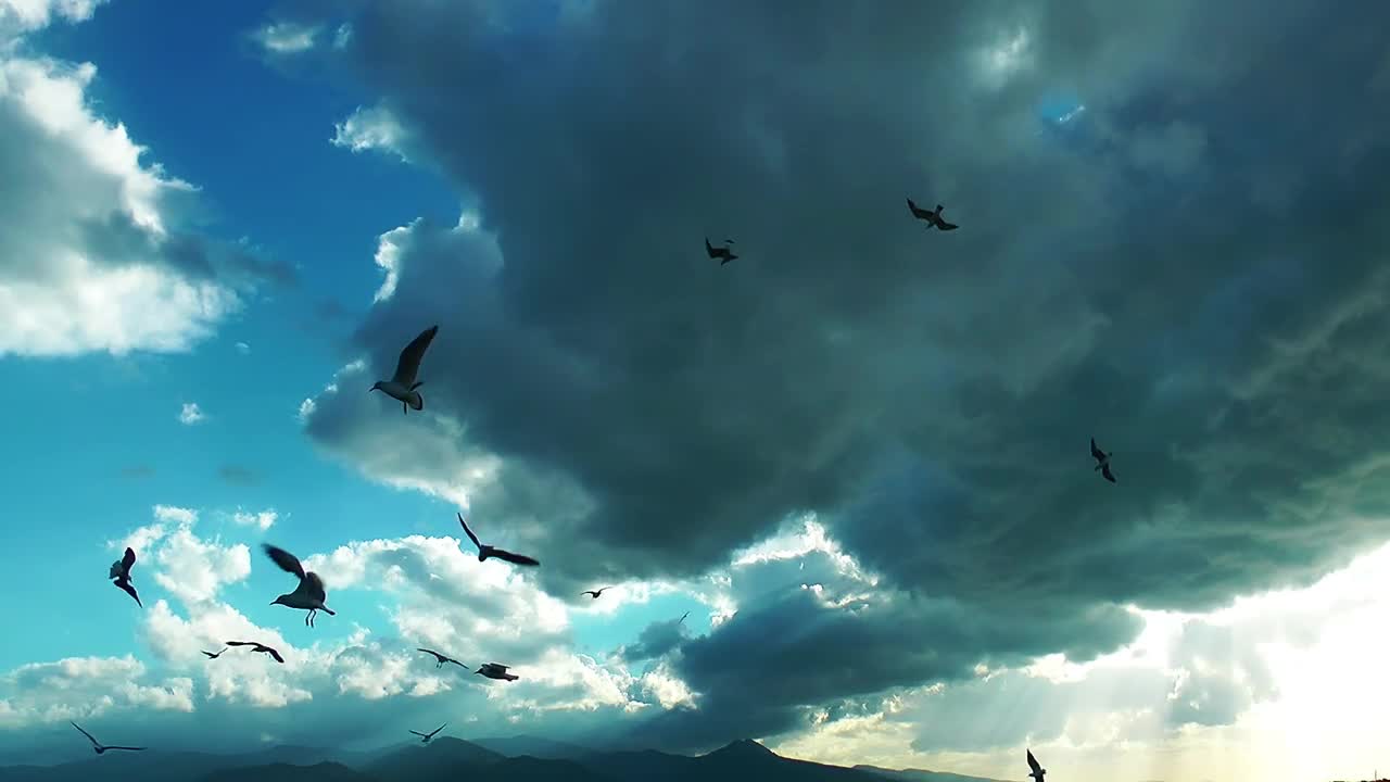 Silhouette of seagulls in the sky a cloudy day