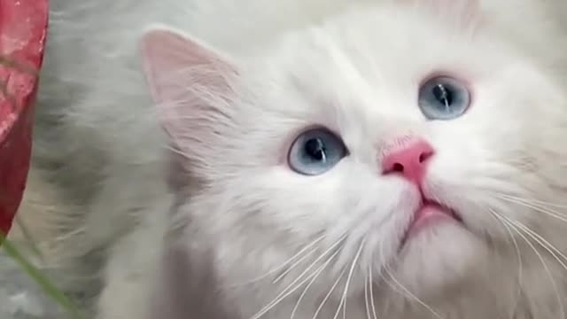 Cat video Playing Beautifull cat video-funny cat video