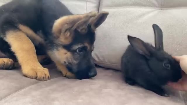 German Shepherd Puppy Meets Baby Rabbit for the First Time!