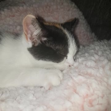 Kitten thinks blanket is its Mom