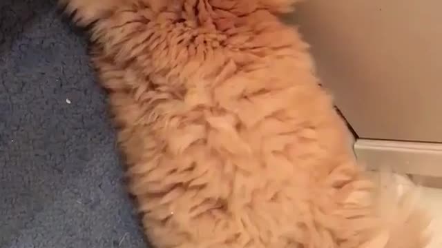 Lovely cat, happy every day