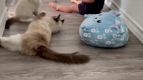 Just a girl playing with her kittens