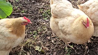 OMC! Hanging with my hens - These chickens are friendly little birds! #chickens #friendly #shorts