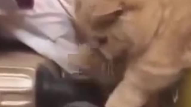 Cat Trying to Find Out the Mystery of Suitcase Wheel