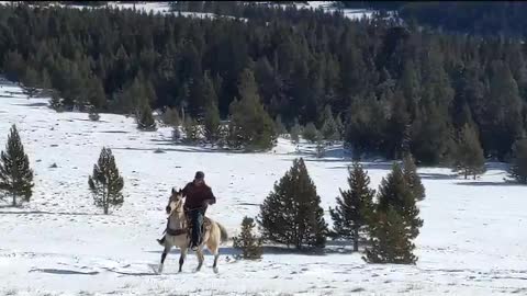 Horses_Cody_Jake_2022January