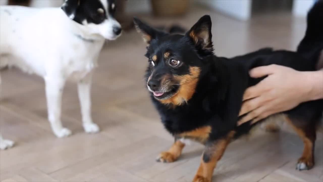 Small Dogs Love Duck As His Family