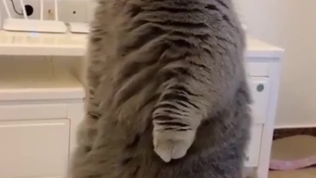 funny cats