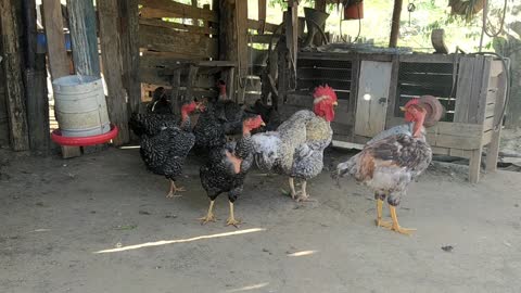 Cute chickens