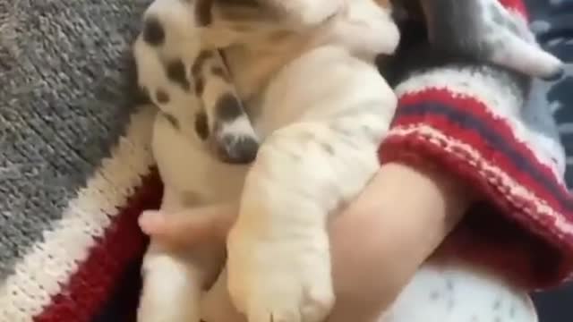 Baby Dogs-Funny And Cute Dog Videos Compilation 2021🐶♥️Dog Lover!♥️Tiktok#Shorts