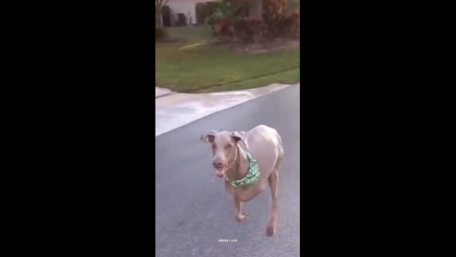 Respect | Dog Lost One Leg