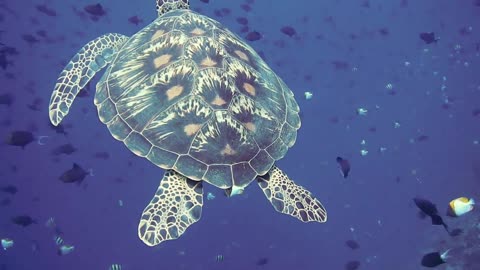 The beauty of the ocean : Sea turtle swimming