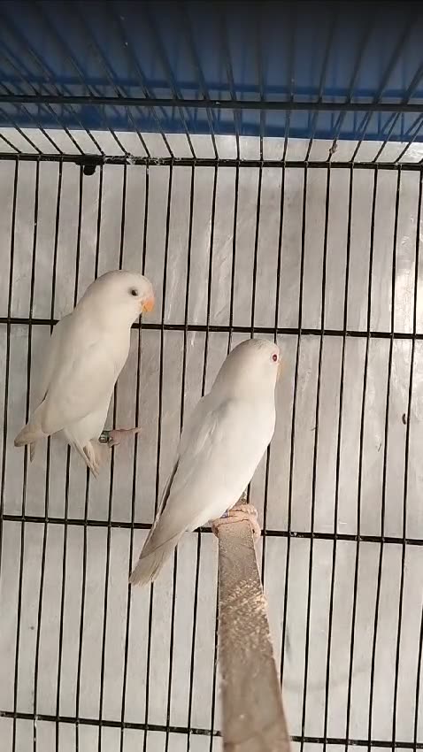 parrot eating chilli #Trending #Viral #Famous #USA #Canada #Germany