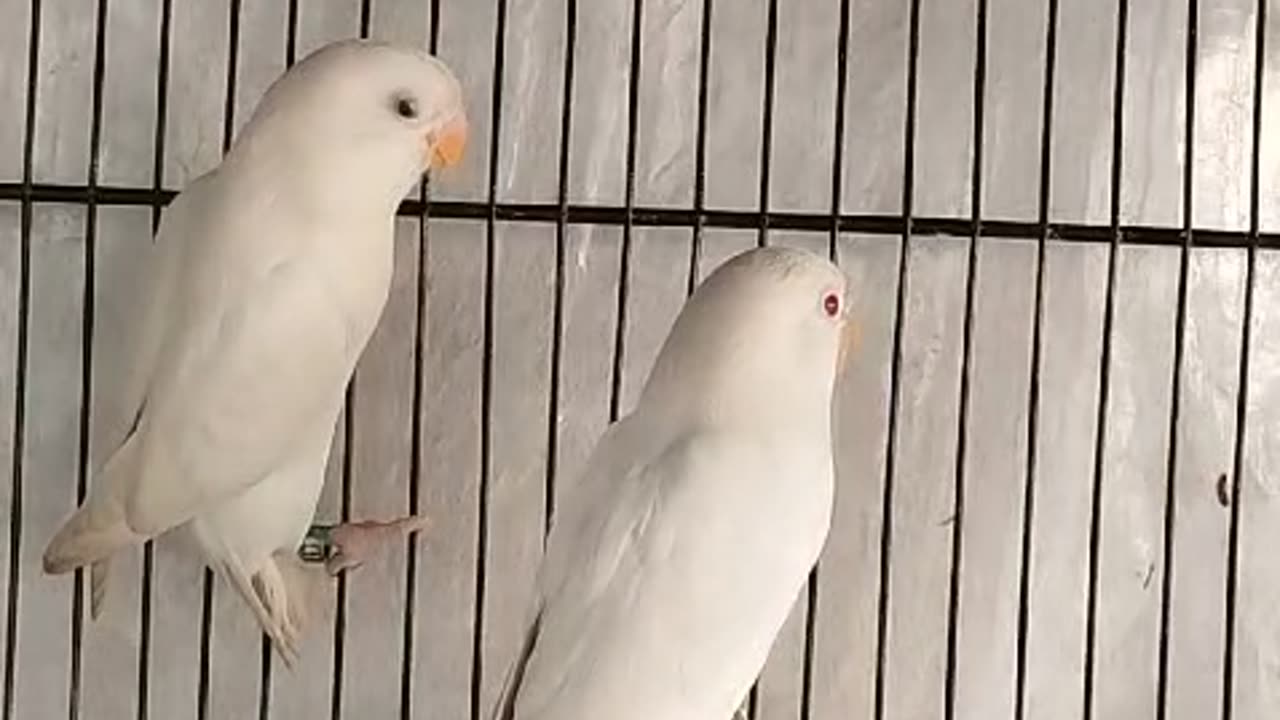 parrot eating chilli #Trending #Viral #Famous #USA #Canada #Germany