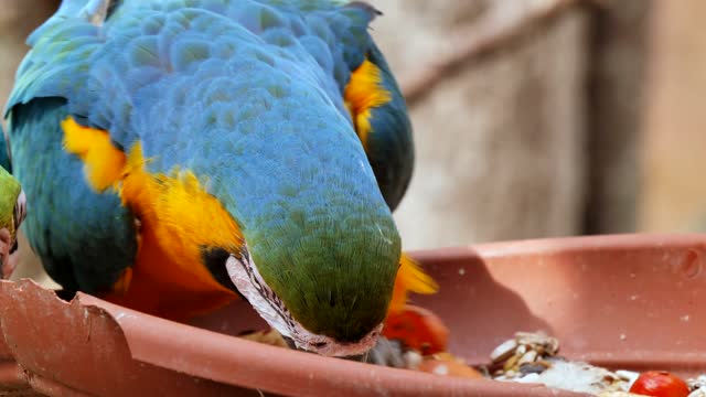 The Armenian parrot is one of the most beautiful birds in the world