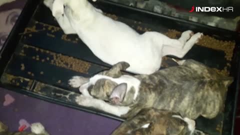 7 štenaca ostavljeno na smetlištu u Sukošanu