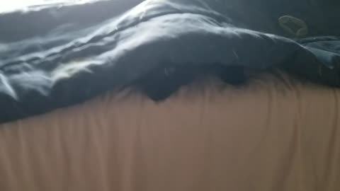 20240913 075618 Tux Under Quilt