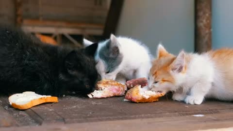 Newborn fluffy kittens