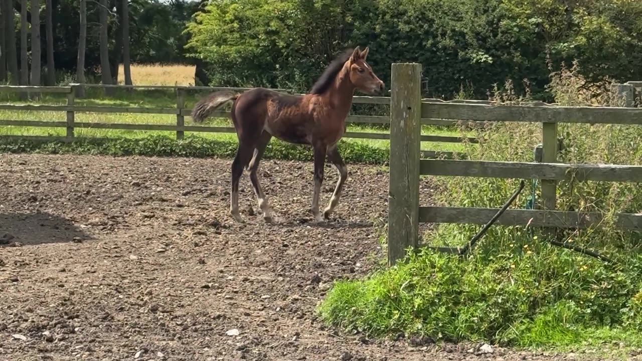 Horse Mom Leaves Foal Behind