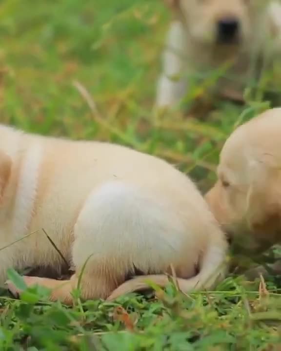 😍Adorable Baby Dogs 2021 #shorts