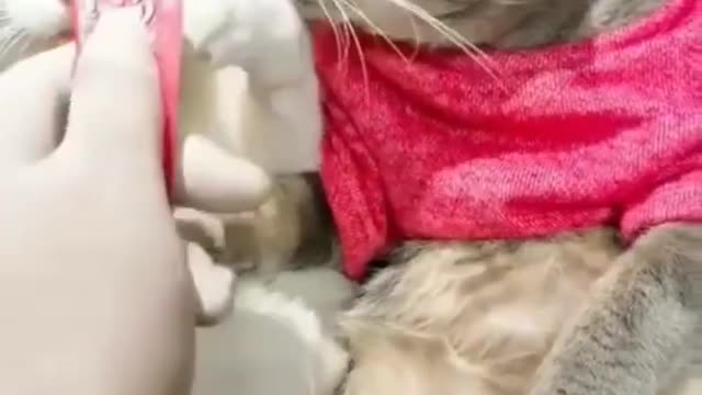 cute cat,funn cat ,viral videao