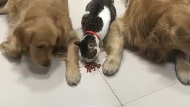 Very Cute Cat And Dogs #shorts Cute Dogs