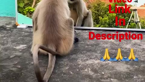 Mirror Prank for Monkey Hilarious Reaction | very funny video try not to laugh #munger #shorts