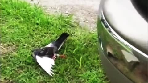 Pigeon Struck By Lightning