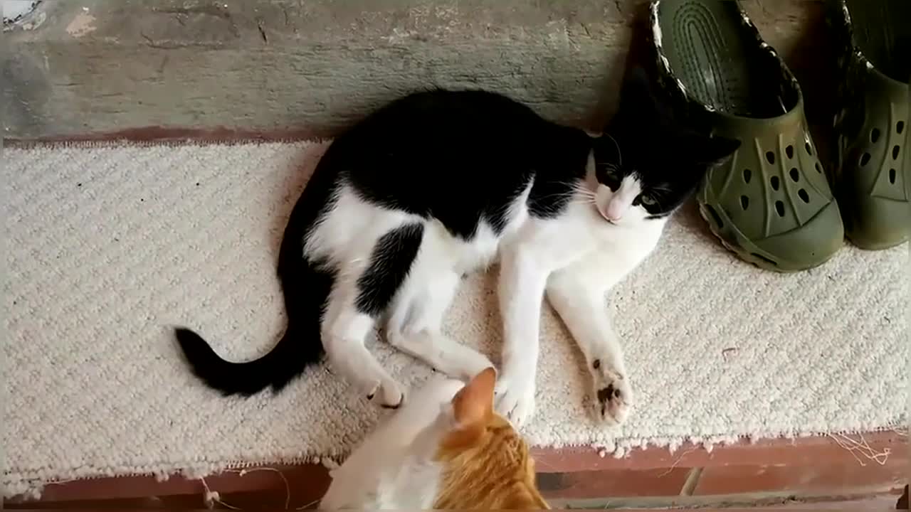 Epic Cat Fight