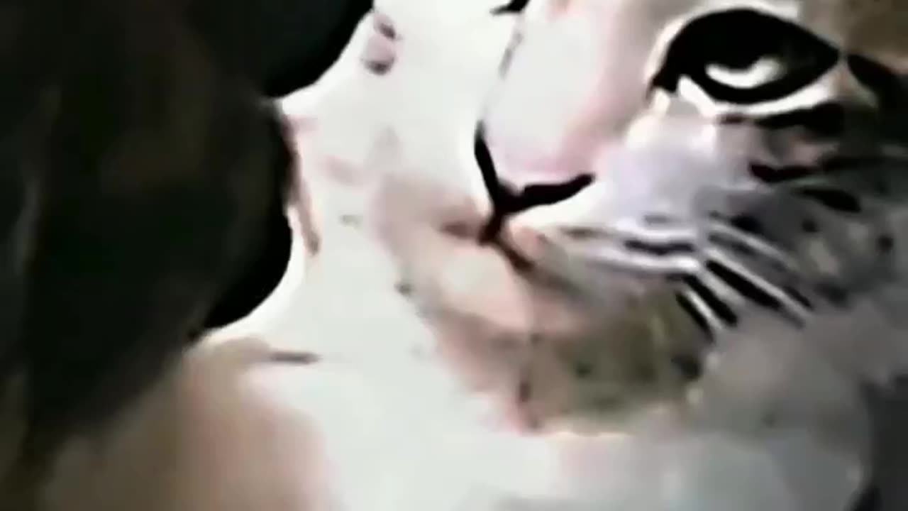 Sigma cat