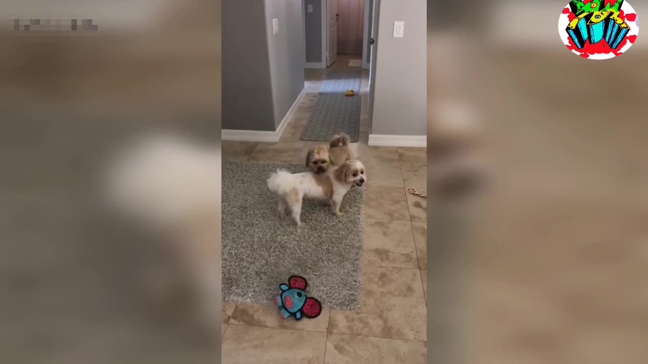 Good dogs and cute:)))))